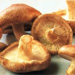 Shiitake Mushroom combats HIV, cancer & Hepatitis