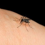 Why mosquitoes bite you?