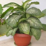 Know the toxic plant inside your house- Dumb Cane 