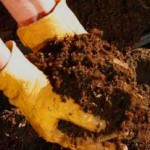 Best Fertilizers for a Flower Garden