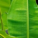 Banana Leaf Could Treat Serious Burns