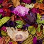 Preserving Petals: How to Dry Flowers