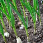 Late Summer Gardening Alert- It’s time to plant garlic